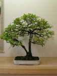 Stieleiche (Quercus robur), 1998,– EUR