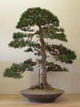 Juniperus chinensis, ca. 70 Jahre, Schale: Tokoname, Höhe 80 cm