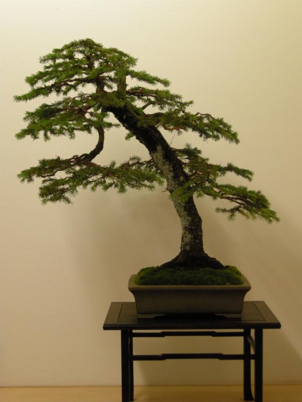 BonsaiDesign Udo Fischer