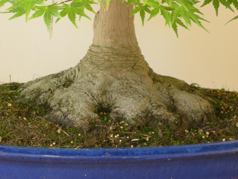 BonsaiDesign Udo Fischer