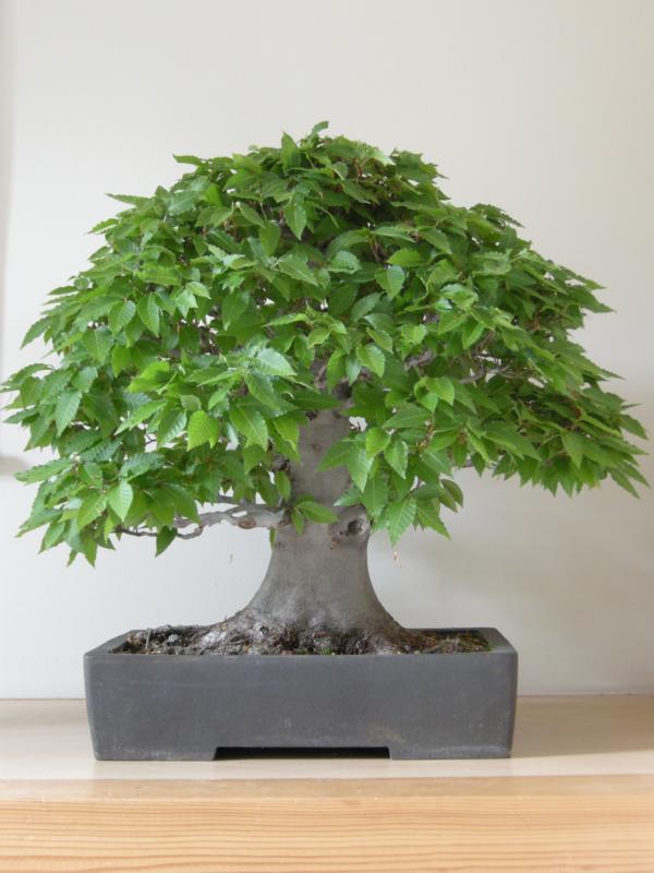 BonsaiDesign Udo Fischer