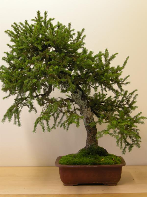 BonsaiDesign Udo Fischer