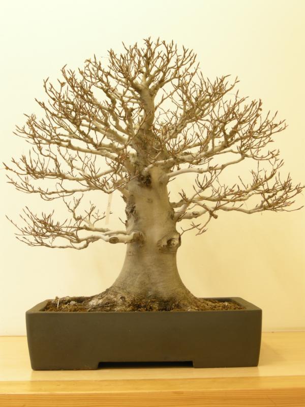 BonsaiDesign Udo Fischer