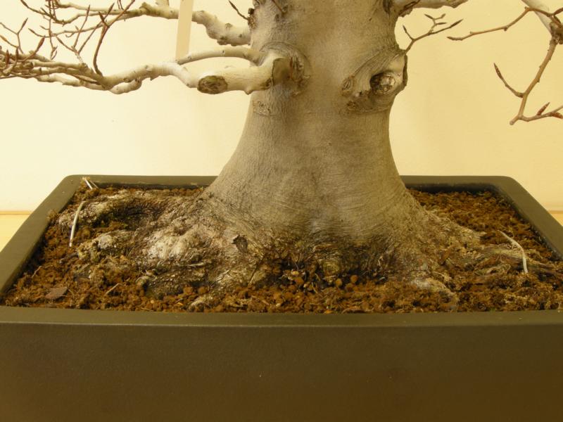 BonsaiDesign Udo Fischer