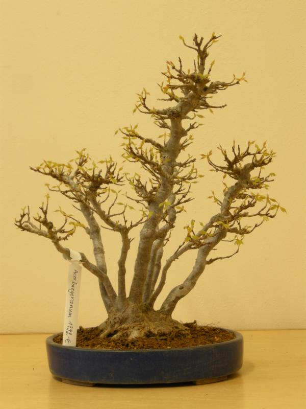 BonsaiDesign Udo Fischer