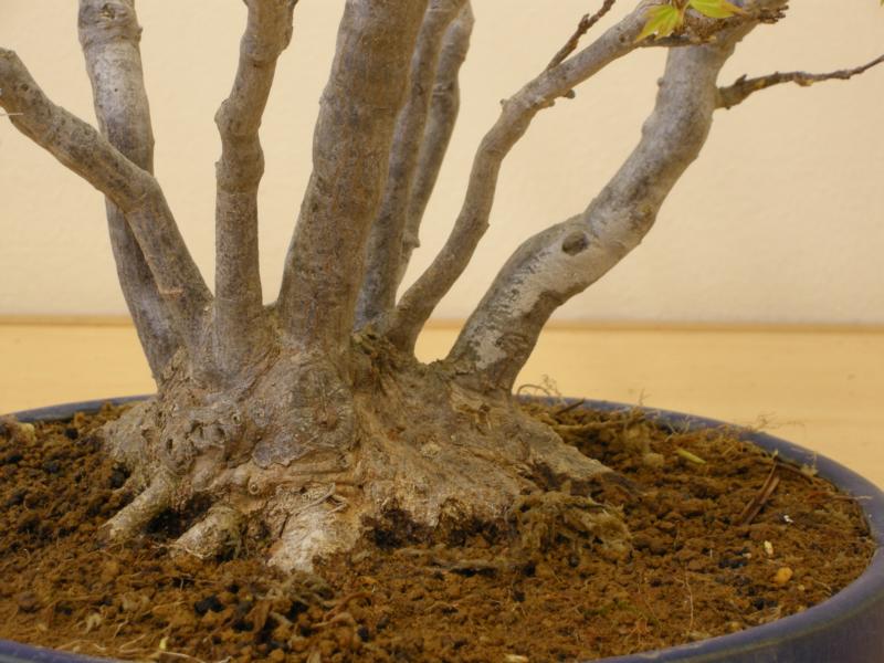 BonsaiDesign Udo Fischer