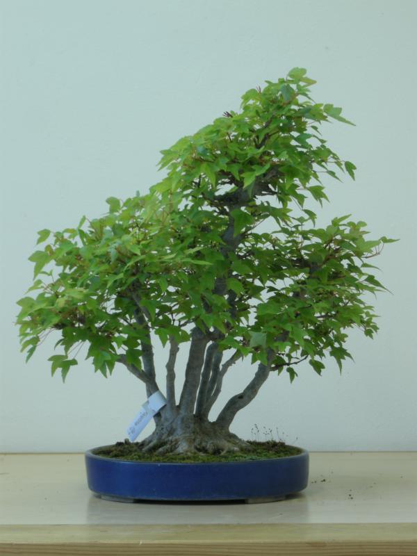 BonsaiDesign Udo Fischer